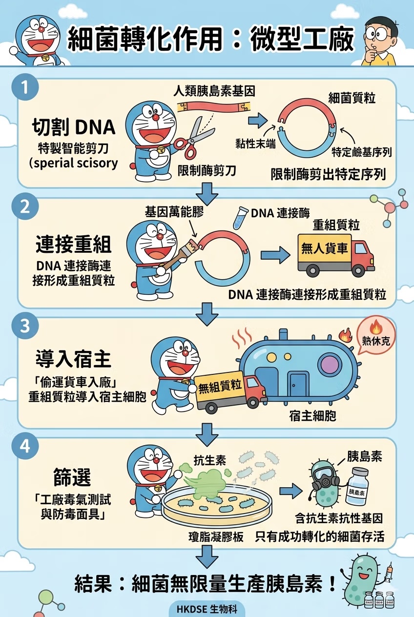 細菌轉化作用：微型工廠